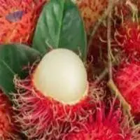 Rambutan