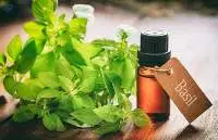 Viola Basil Oil