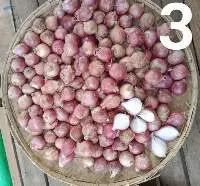 Fresh Onions