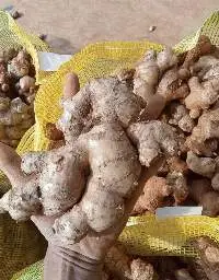 Fresh Ginger