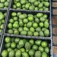 Organic Avocado Hass