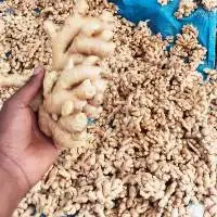 Fresh Ginger