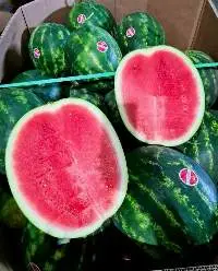 Fresh Seedless Watermelon