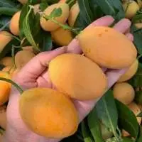 Plum Mangoes