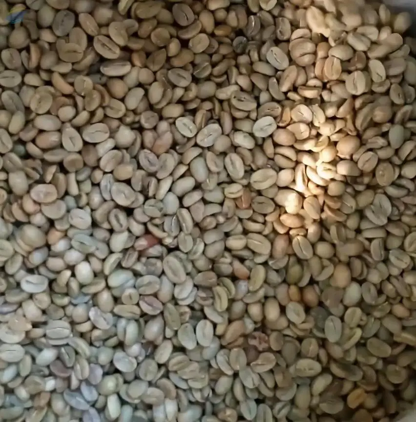 Arabica Arjuno