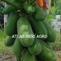 Fresh Papaya