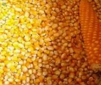 Maize