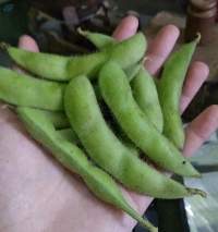 Frozen Or Fresh Edamame