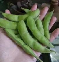 Frozen Or Fresh Edamame