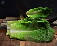Romaine Lettuce