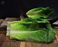 Romaine Lettuce