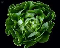 Lettuce Head