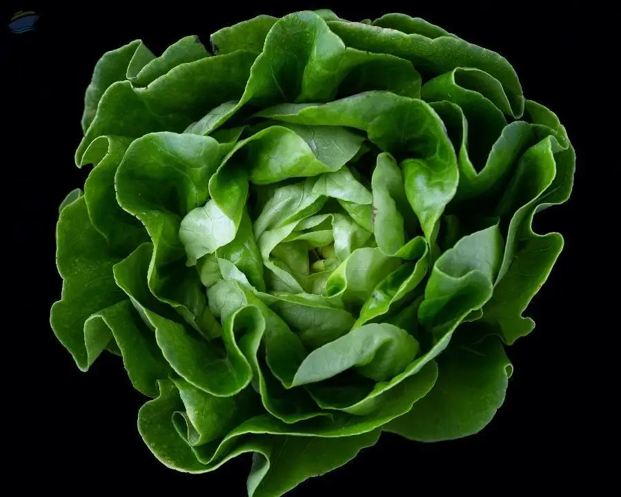 Lettuce Head