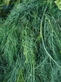 Thyme