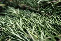 Rosemary