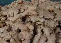 Ginger