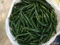 Green Chilli
