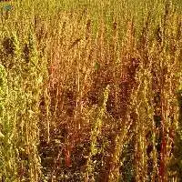 Quinoa
