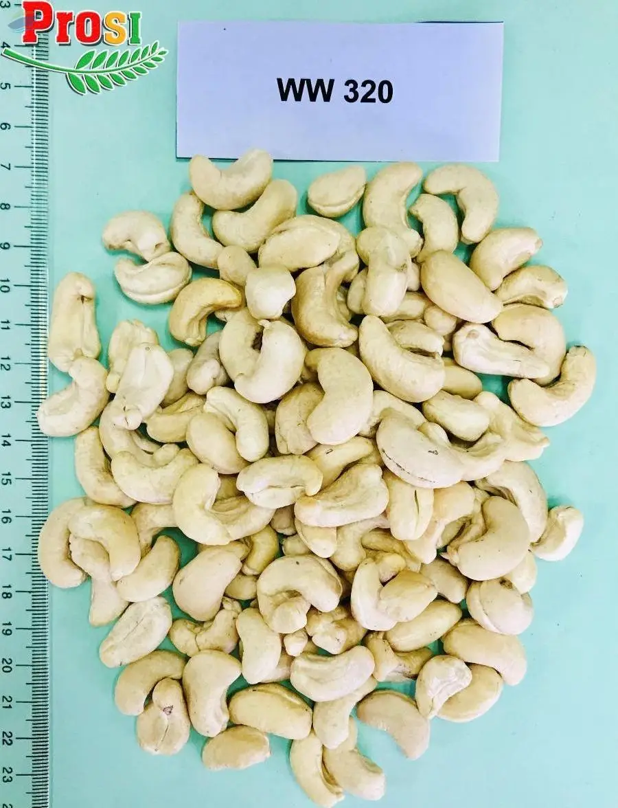 Cashew Kernel WW 320