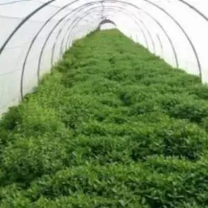 Organic Mint