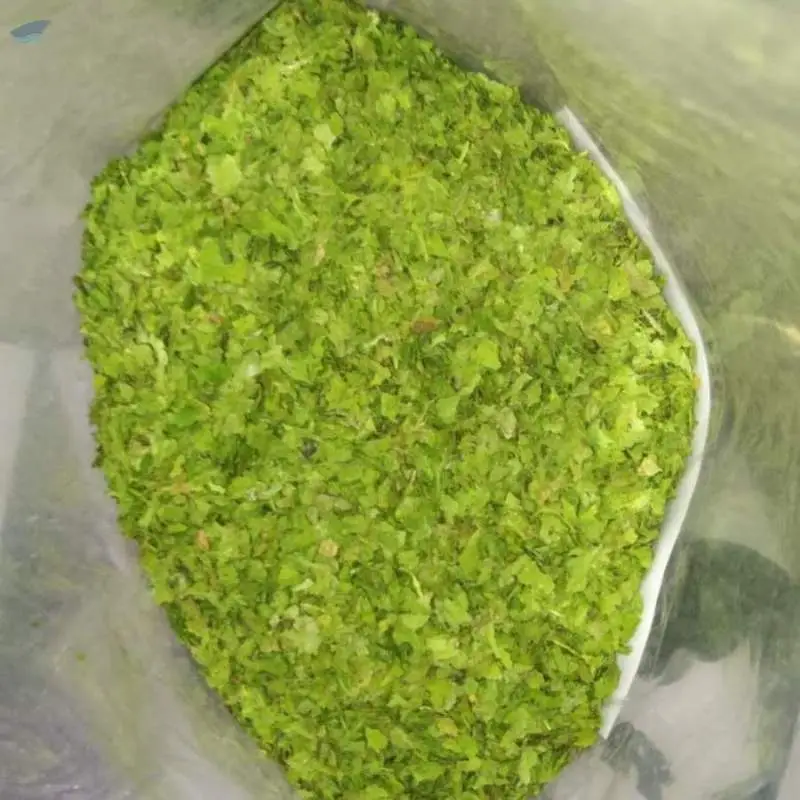 Coriander