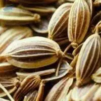 Caraway