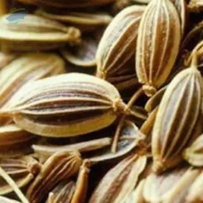 Caraway