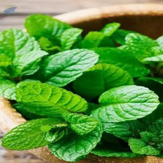 Mint