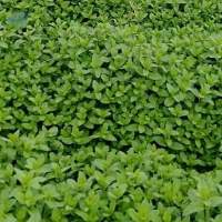 Organic Mint