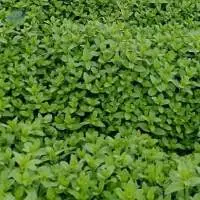 Organic Mint
