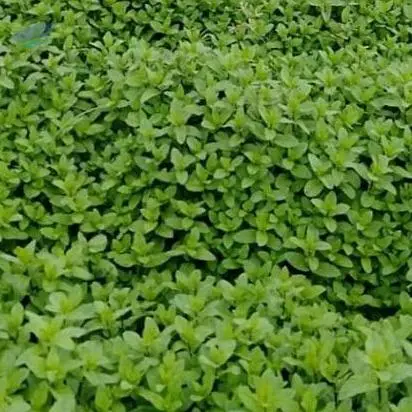 Organic Mint