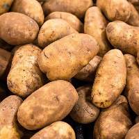 Potato