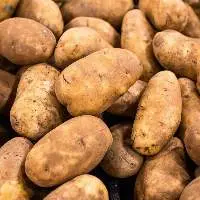 Potato