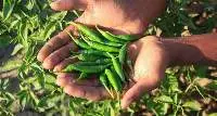 Chilli