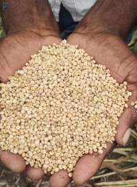 Sorghum