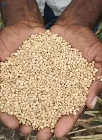 Sorghum