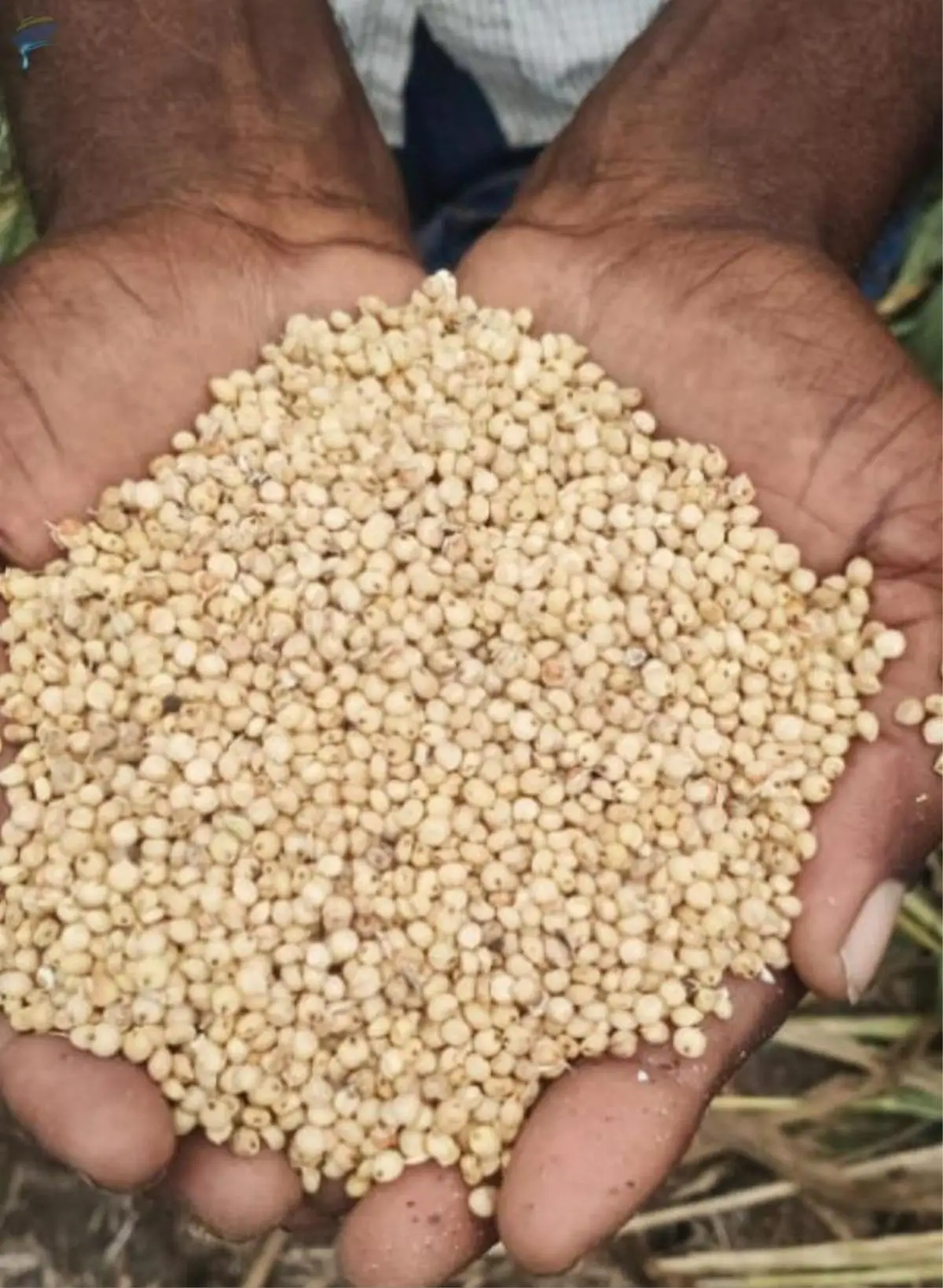 Sorghum