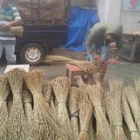 Broom Palm Tree