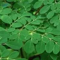 Moringa Leaves