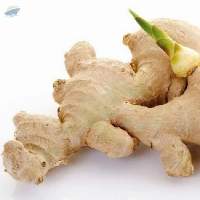 Ginger