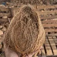 Semi Husked Coconut