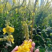 The Flower Of Verbascum