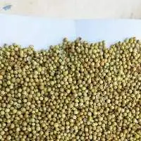 Coriander Seeds
