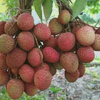 Lychee Fruit And Pulp