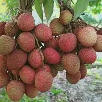 Lychee Fruit And Pulp