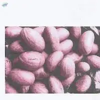 Bitter Kola (Garcinia kola)