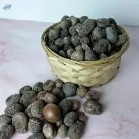 Shea Nut