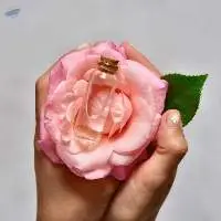 Pure Organic Rose Hydrosol /kg