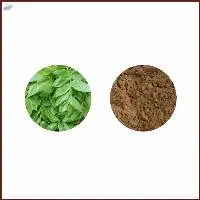 Cyclocarya Paliurus Extract