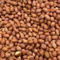 Peanut Seed